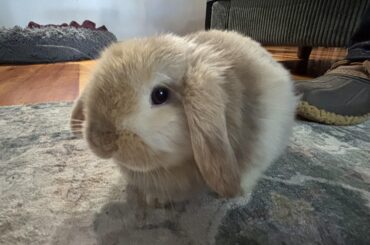 Help me name my new bun