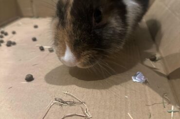 She keeps chasing my feet and biting my toes??