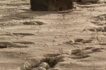 They’re still here. It’s been weeks of them hopping out of the hedge at bedtime to say goodnight.