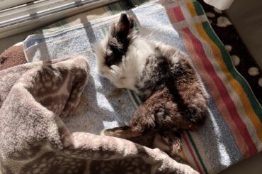 please give us advise, wheelchair for bunny?