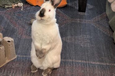 Question about long-term corticosteroid use for thymoma?