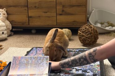 His new favourite place to sit is on the jigsaw