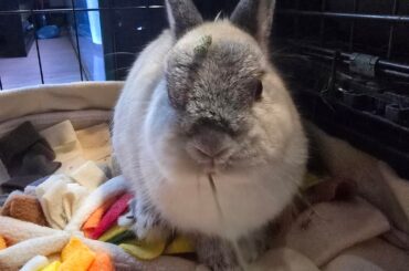 This is silver, what color is he?