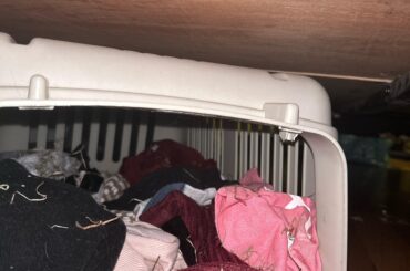 Is my male rabbit nesting?