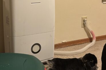 Hi yes, one noisy dehumidifier sploot please