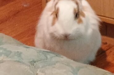 He had his ears taken oh no