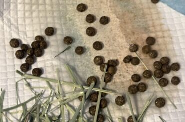 Calcium Advice? Not drinking