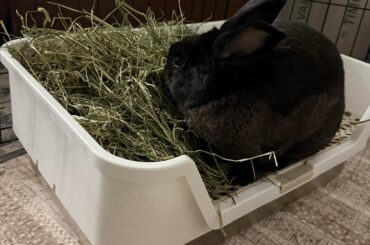 Help me with hay rack ideas!