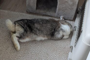 Rosie is currently overcoming a bad EC case and can now lie comfortably again! Wish her a good recovery.