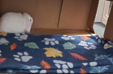 Bunny now always assumes I want to pick him up