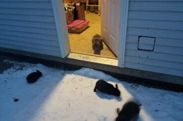 Void floofs practicing phasing out of reality for their guardian kitty, Cory.