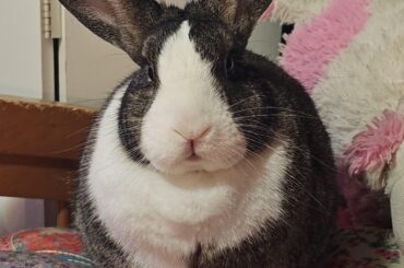 Cocoa puff or dirty snow ball?