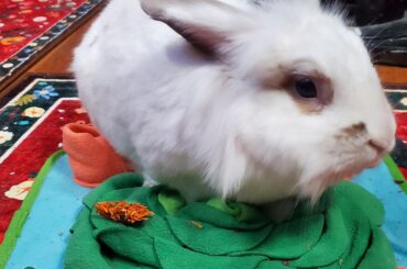 We got Edwin about a month ago and I'm in love already