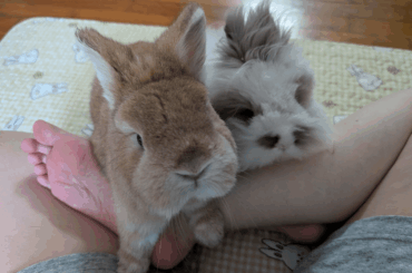 Pika has made a full recovery