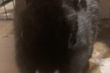 Rabbit hates piccolo’s dub voice from Dragon Ball??