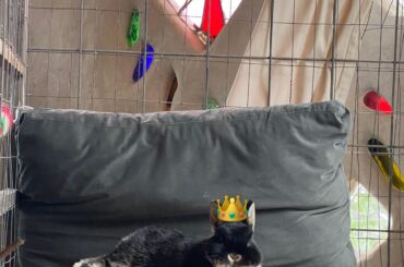 Anyone started a rescue?