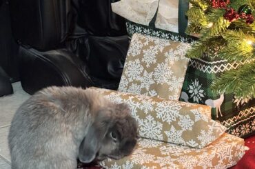 Rigby says he’s ready to open some presents… too bad these ones aren’t his.