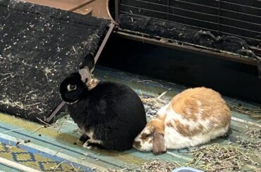 He asked for grooming and this is how she responded.