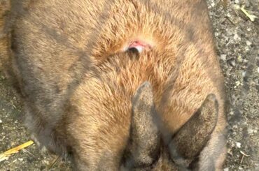 What happened to my bunnies back?