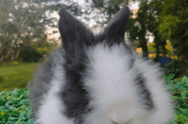 My panda-colored rabbit 🐼🐰