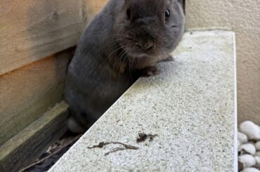 Flooring for soaking up rabbit pee?