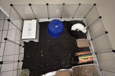 Could you take a look at my rabbit home?