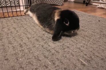 Bunny Laid fully flat