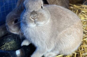 I’m sorry for disturbing you Chip 🥲