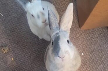 They know that putting on shoes = treat