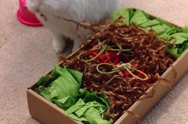 Happy 5th birthday to my sweet baby Pete!