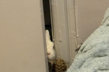 does not believe that laundry is an activity which requires zero bunnies