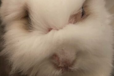 My rabbit has a skin issue and the vet doesn’t know what to do