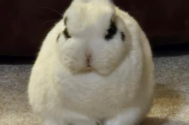 The angriest circle you've ever seen