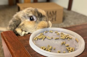 Dawny will do almost anything for a snack.