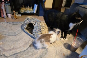 How to get bunnys nails cut.