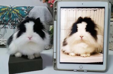 Honoring this Angora bunny in wool