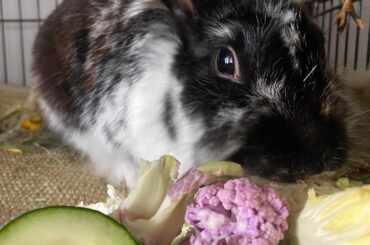 POV Last Thing Xmas Veggies See