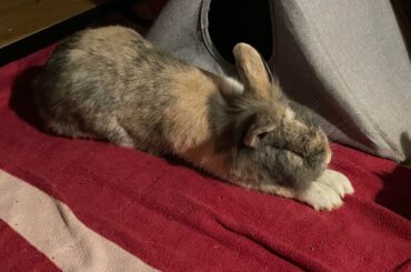 enjoy my bunny doing yoga <3