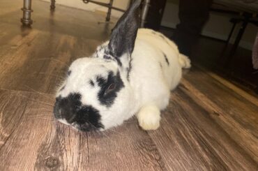 Brought my bunny Indoors first time owner, any tips or advice please leave in the comments