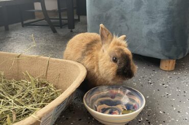Found lost bunny in yard - need advice.