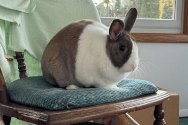 The King on his throne