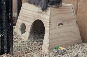 I want him so bad but I have no idea if he'd bond with my bun