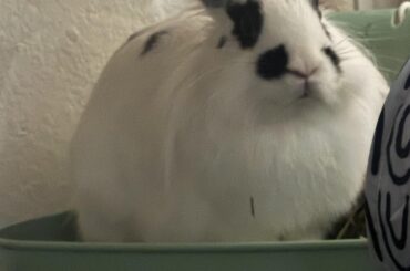 Dango made it through surgery !