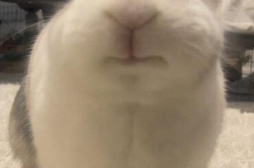 How many years did pain medicine extend the life of your elder buns with arthritis?