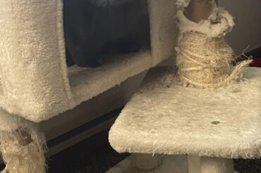 Blueberry your not a cat lol but he won’t listen to me rofl 🤣