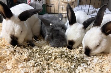 One of these critters is not like the others