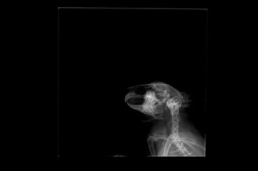 Update on Queenie: I’m sharing her X-rays for people who are interested. (added the nsfw in case you are not comfortable seeing the X-rays)