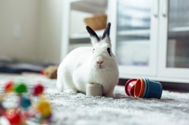 Love you always Thumper