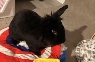 So my bunny ate Spongebob’s nose and had a mild GI stasis scare