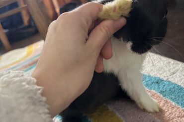 Guess who has pink spots on her paws because she walked across my eyeshadow palette? (Don’t worry I wiped them off)